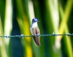 Azure-crowned Hummingbird